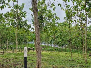 Finca01 Titulada de 4,925m2 Financiada 100% SIN INTERES Desde$4,30M2
