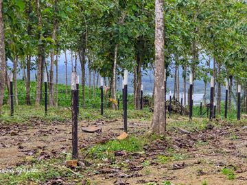 Finca01 Titulada de 4,925m2 Financiada 100% SIN INTERES Desde$4,30M2