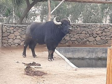 OPORTUNIDAD DE CONSEGUIR TU LOTE CAMPESTRE DENTRO DE UN CONDOMINIO CONSOLIDADO EN CALANGO C. C.