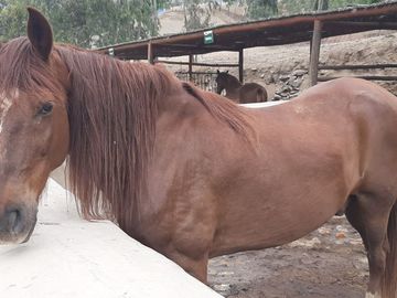 OPORTUNIDAD DE CONSEGUIR TU LOTE CAMPESTRE DENTRO DE UN CONDOMINIO CONSOLIDADO EN CALANGO C. C.