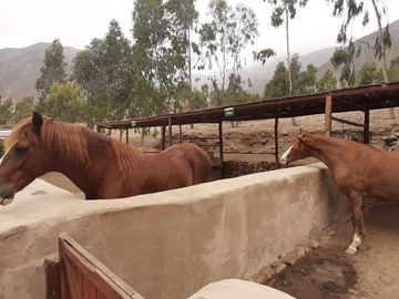 OPORTUNIDAD DE CONSEGUIR TU LOTE CAMPESTRE DENTRO DE UN CONDOMINIO CONSOLIDADO EN CALANGO C. C.