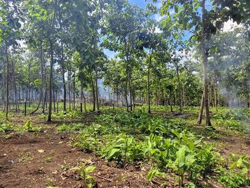 Finca18 Titulada de 20,938M2 FINANCIADA Cuota  Quincenal $500 SIN INTERES.