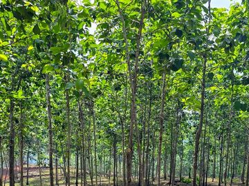 Finca18 Titulada de 20,938M2 FINANCIADA Cuota  Quincenal $500 SIN INTERES.