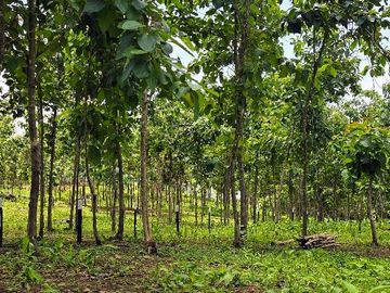 Finca18 Titulada de 20,938M2 FINANCIADA Cuota  Quincenal $500 SIN INTERES.