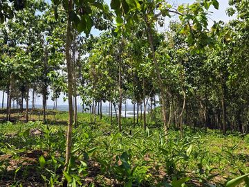 Finca18 Titulada de 20,938M2 FINANCIADA Cuota  Quincenal $500 SIN INTERES.