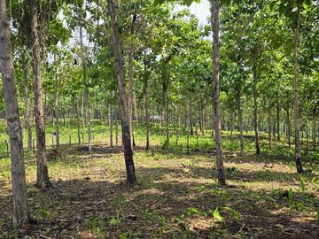 Finca18 Titulada de 20,938M2 FINANCIADA Cuota  Quincenal $500 SIN INTERES.