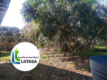Venta 35.73 Has. Chongon -Daular Pasando Urbanización La Costa Club. Via principal que conduce a Daular, con un bosque  de más de 1.000 unidades de árboles maderables; tiene cultivos de mango, cacao. y sembrios de ciclo corto. con empacadora, bodega, vivienda guardian etc, PRECIO: $. 3’573.000