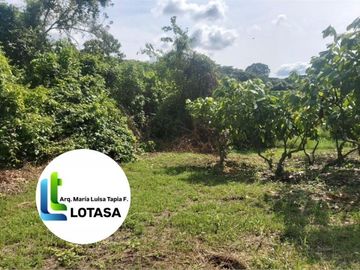 Venta 35.73 Has. Chongon -Daular Pasando Urbanización La Costa Club. Via principal que conduce a Daular, con un bosque  de más de 1.000 unidades de árboles maderables; tiene cultivos de mango, cacao. y sembrios de ciclo corto. con empacadora, bodega, vivienda guardian etc, PRECIO: $. 3’573.000