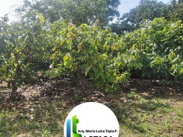Venta 35.73 Has. Chongon -Daular Pasando Urbanización La Costa Club. Via principal que conduce a Daular, con un bosque  de más de 1.000 unidades de árboles maderables; tiene cultivos de mango, cacao. y sembrios de ciclo corto. con empacadora, bodega, vivienda guardian etc, PRECIO: $. 3’573.000