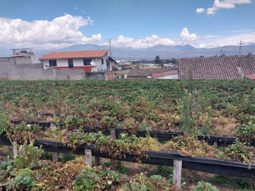 TERRENO EN VENTA ASCÁZUBI – CAYAMBE 2.880 M2
