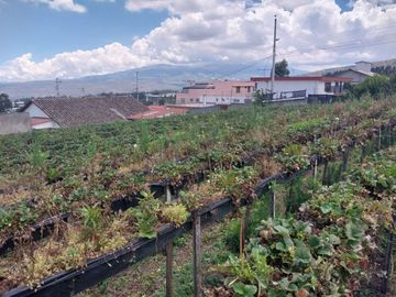 TERRENO EN VENTA ASCÁZUBI – CAYAMBE 2.880 M2