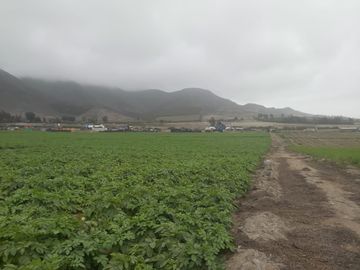 VENDO 2 HAS. A 15 MIN MEGAPUERTO DE CHANCAY. LIMA