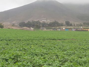 VENDO 2 HAS. A 15 MIN MEGAPUERTO DE CHANCAY. LIMA