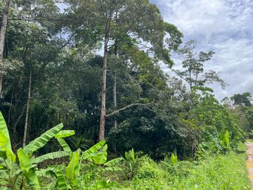 51.5 Rai of Rubber Plantation with Fruit Trees Land For Sale in Tha Yu, Phangnga