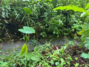 51.5 Rai of Rubber Plantation with Fruit Trees Land For Sale in Tha Yu, Phangnga