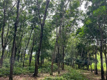 51.5 Rai of Rubber Plantation with Fruit Trees Land For Sale in Tha Yu, Phangnga