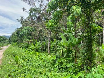 51.5 Rai of Rubber Plantation with Fruit Trees Land For Sale in Tha Yu, Phangnga