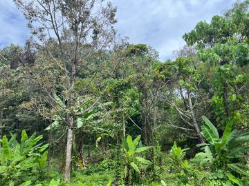 51.5 Rai of Rubber Plantation with Fruit Trees Land For Sale in Tha Yu, Phangnga