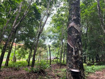 51.5 Rai of Rubber Plantation with Fruit Trees Land For Sale in Tha Yu, Phangnga