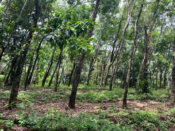 51.5 Rai of Rubber Plantation with Fruit Trees Land For Sale in Tha Yu, Phangnga