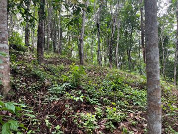 51.5 Rai of Rubber Plantation with Fruit Trees Land For Sale in Tha Yu, Phangnga