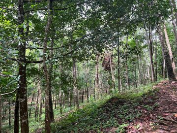 51.5 Rai of Rubber Plantation with Fruit Trees Land For Sale in Tha Yu, Phangnga