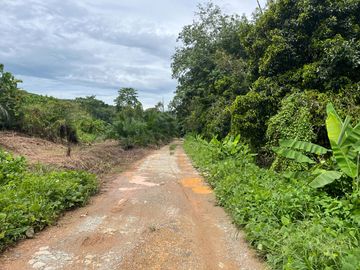51.5 Rai of Rubber Plantation with Fruit Trees Land For Sale in Tha Yu, Phangnga