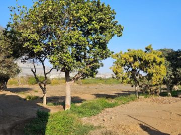 Se Vende Terreno Campiña De Moche De 1209.67 M2 (LPADILLA)