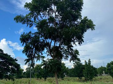 Manila Southwoods| Residential Lot For Sale - #7528