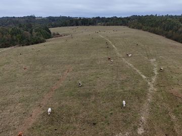 FUNDO DE 234,5 HA UBICADO COMUNA DE MUERMOS.