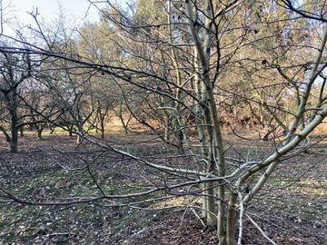 Venta Parcela 5000m2 Colonia Alemana Peñaflor