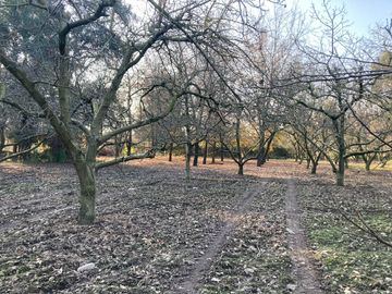 Venta Parcela 5000m2 Colonia Alemana Peñaflor