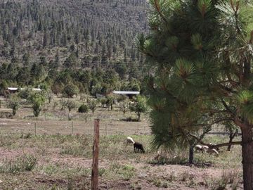 Cabaña en Venta en la Sierra de Arteaga, Coahuila a 4.2 km del Pueblo Mágico de Los Lirios