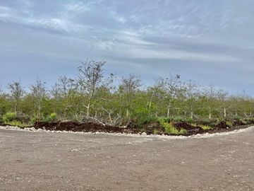 Venta Parcela 5000m2 Martina I, Lonquen