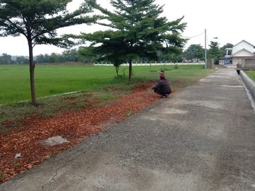 2 Ha Sawah Untuk  Perumahan Subsidi, Jalan Gunung Sari, Majalengka, Jawa Barat.