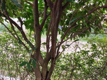House and Lot for Sale in Aduna Danao - Aduna Beach Villa, Guinsay, Danao City Cebu