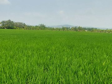 TARAPOTO - VENDO TERRENO RURAL 8,000 M² CERCA AEROPUERTO