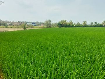 TARAPOTO - VENDO TERRENO RURAL 8,000 M² CERCA AEROPUERTO