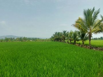 TARAPOTO - VENDO TERRENO RURAL 8,000 M² CERCA AEROPUERTO