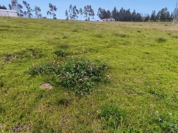 FINCA AGRÍCOLA DE VENTA EN PIFO – EL INGA. 3 HA. USD 370.000