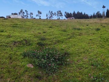 FINCA AGRÍCOLA DE VENTA EN PIFO – EL INGA. 3 HA. USD 370.000