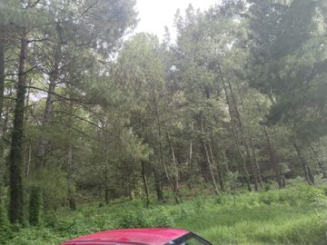 TERRENO PLANO Y ARBOLADO DE 4,382M2 EN PINO REAL, A UN LADO DEL PARQUE KM23 EN MIL CUMBRES