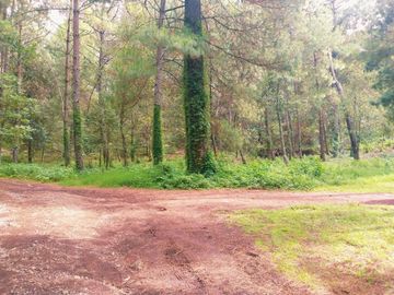 TERRENO PLANO Y ARBOLADO DE 4,382M2 EN PINO REAL, A UN LADO DEL PARQUE KM23 EN MIL CUMBRES