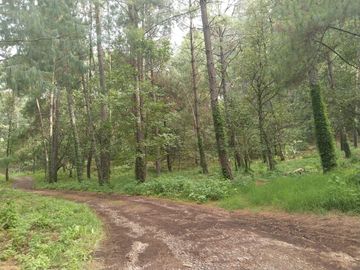 TERRENO PLANO Y ARBOLADO DE 4,382M2 EN PINO REAL, A UN LADO DEL PARQUE KM23 EN MIL CUMBRES