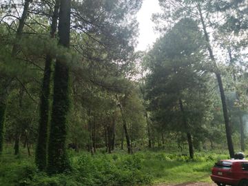 TERRENO PLANO Y ARBOLADO DE 4,382M2 EN PINO REAL, A UN LADO DEL PARQUE KM23 EN MIL CUMBRES