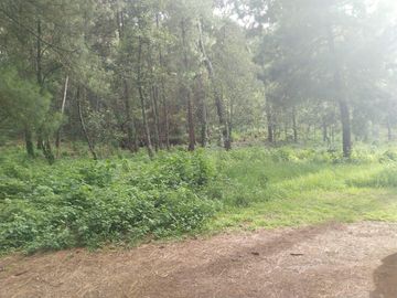 TERRENO PLANO Y ARBOLADO DE 4,382M2 EN PINO REAL, A UN LADO DEL PARQUE KM23 EN MIL CUMBRES