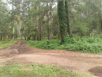 TERRENO PLANO Y ARBOLADO DE 4,382M2 EN PINO REAL, A UN LADO DEL PARQUE KM23 EN MIL CUMBRES