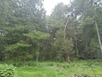 TERRENO PLANO Y ARBOLADO DE 4,382M2 EN PINO REAL, A UN LADO DEL PARQUE KM23 EN MIL CUMBRES