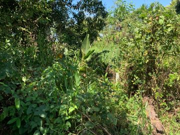 Oportunidad única! Fundo productivo y para de campo en Pucallpa