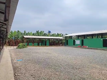 Bananera de venta en sector Isla de Bejucal